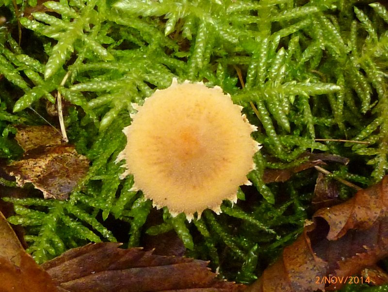 Cystoderma amianthinum